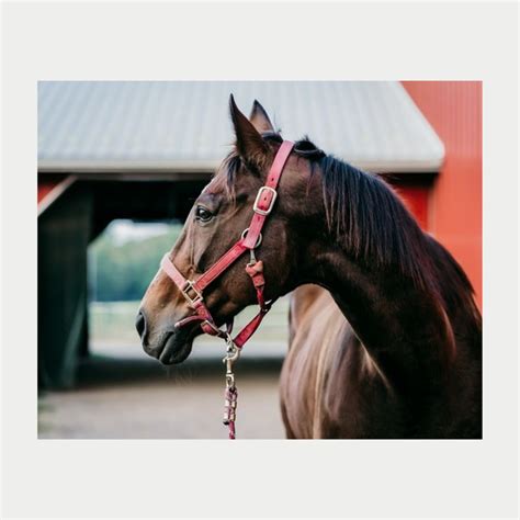 horse lorn|Compare horse loans and equine financing